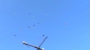 голуби летят над нашей зоной