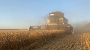 Wheat harvesting. Уборка урожая пшеницы в Ростовской области