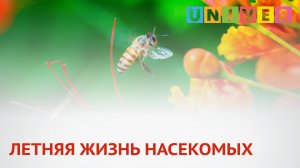 ЛЕТНЯЯ ЖИЗНЬ НАСЕКОМЫХ