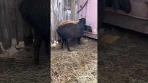 Гиссар Эдильбай разница между баранчиками
