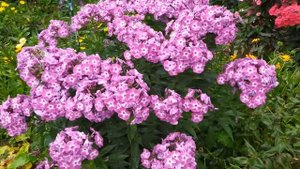 Мучнистая роса на флоксах. Что делать, если все кусты покрыты мучнистой росой.