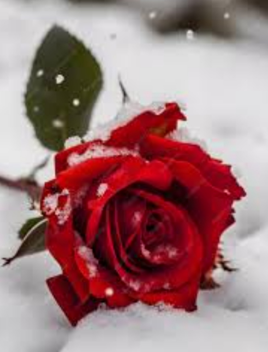 Роза на снегу...