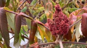 Сумах оленерогий - лучший друг индейцев и хороших садоводов!