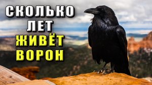 Сколько живет ворон. Сколько лет живет ворон
