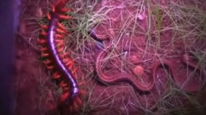 Сколопендра