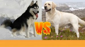 Сибирской хаски против Лабрадора ретривера. Animals Battle.