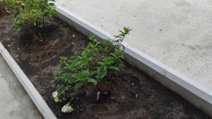 полив растений аквариумной водой. лучше воды и не придумать!!!