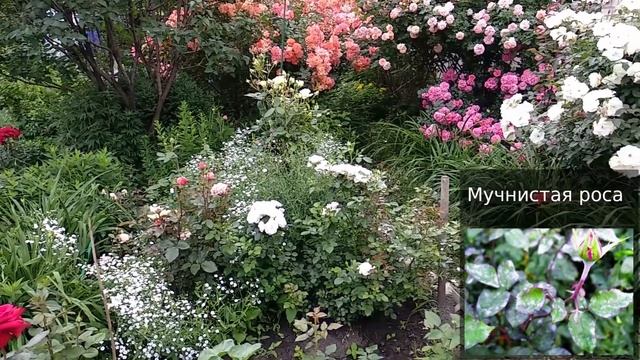 Розы. Жара время черной пятнистости и ржавчины. Что делать? смотреть онлайн