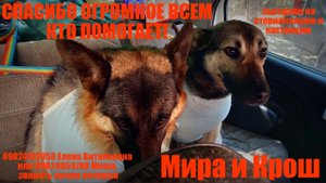 Спасибо! Но нам бы еще курочки прикупить
