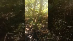 Морозостойкость фейхоа Краснодарский край г. Белореченск