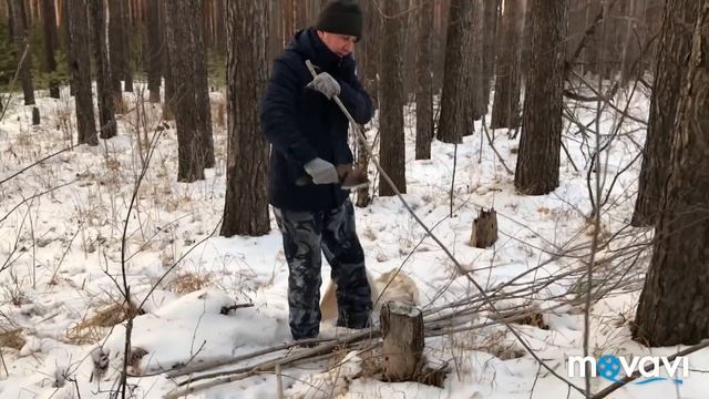 Вкусный плов с овощами//За осинкой с мужем//Козы, кролики, щеглы... смотреть онлайн