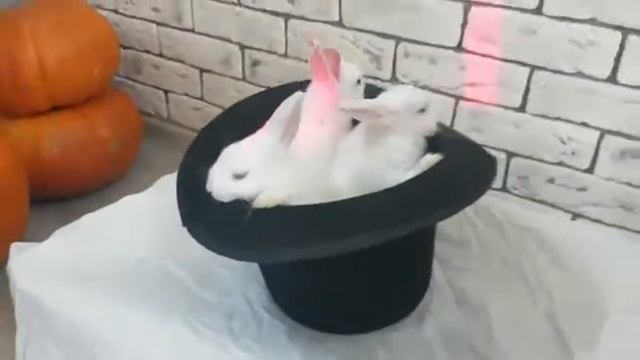 Кролики в шляпе. Шляпа форусника смотреть онлайн