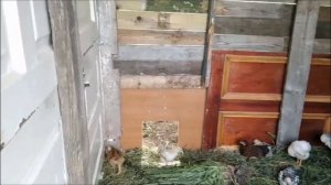 Купила бройлеров. Крысы роют туннели.