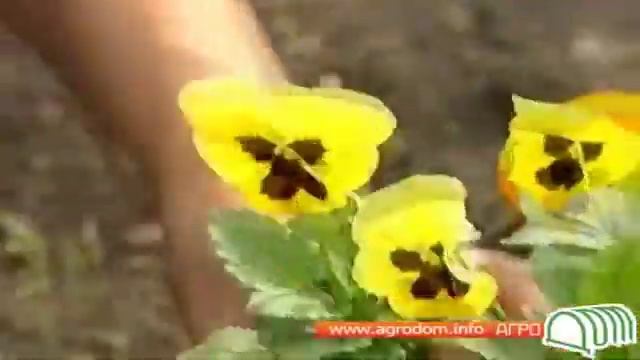 Цветы - посадка однолетников рассадой