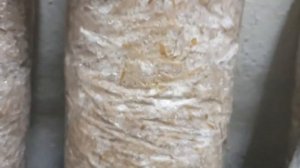 Первые грибы (примордии) уже на 14 день! Эксперимент с добавлением мицелия! Вешенка штамм Р80