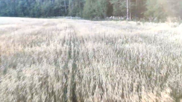 Охота на овсах, начало.. смотреть онлайн