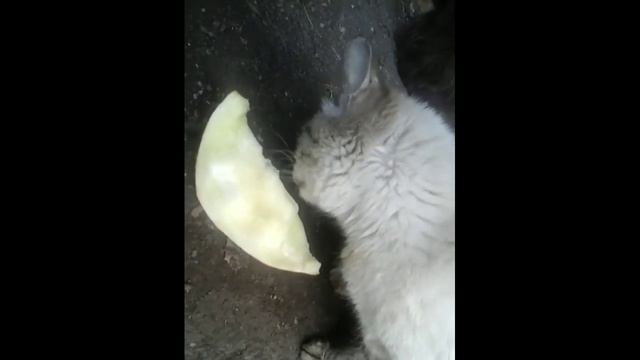 #КошечкиСобачки#НашиЛюбимчики! СМОТРЕТЬ ДО КОНЦА ??