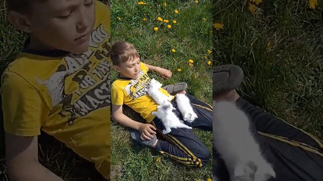 Что делать если на вас напали котята(3спосаба) смотреть онлайн