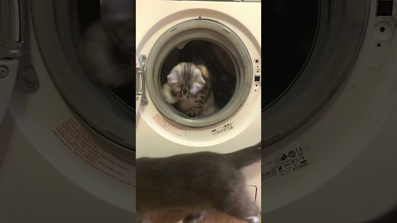 Кот в стиральной машинке Смешные животные Видео огонь! #shorts смотреть онлайн
