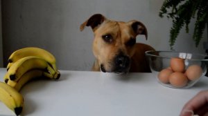 Dog ASMR - DOG EATS RAW EGG