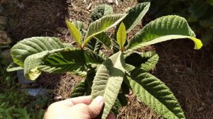 Мушмула японская (Eriobotrya japonica) в Симферополе