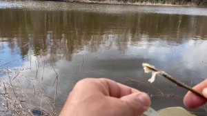 Ловля ГУСТЕРЫ на поплавок. РЫБАЛКА на ТАРАНКУ.