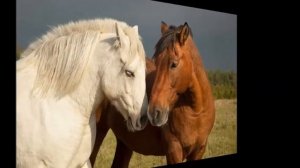 Валерий Зубков #   мелодия из фильма Возвращение Будулая # Вера и Геннадий Ковтун...