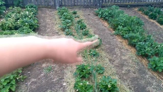 Обзор земляники из семян. Июнь.