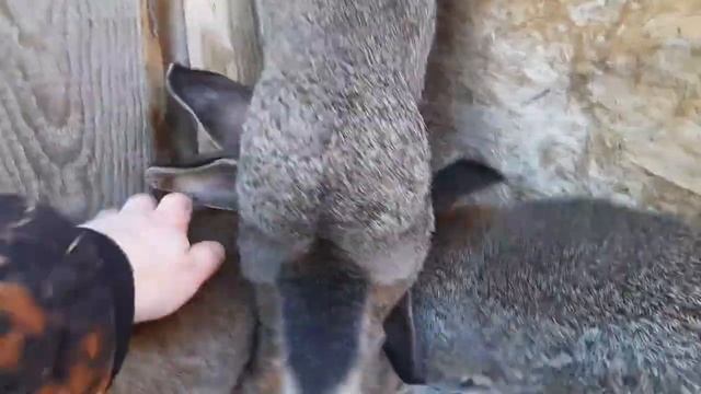 Кролики фландр. Карточка - визитка. Молодые самцы, переростки. смотреть онлайн