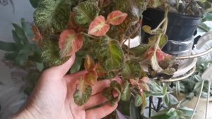 Акварельная эписция - Picasso Pink (Noid), обзор сорта.