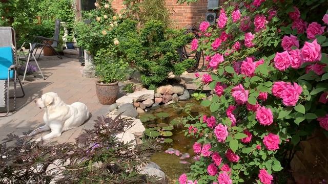 Zephirine Drouhin climbing rose in full bloom смотреть онлайн