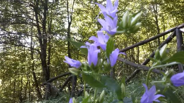 Campanula trachelium (medicinal plant) смотреть онлайн