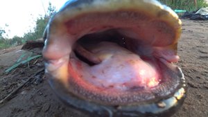 ОДИН НА ВСЕХ! ТРУДОВАЯ РЫБАЛКА НА СОМА! Ловля сома на куриную печень. Донки Перемет