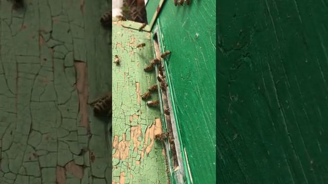 Активный лет пчёл 04.04.2020 Рязанская область смотреть онлайн