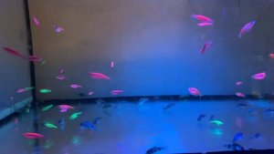 Аквариумные рыбки Данио