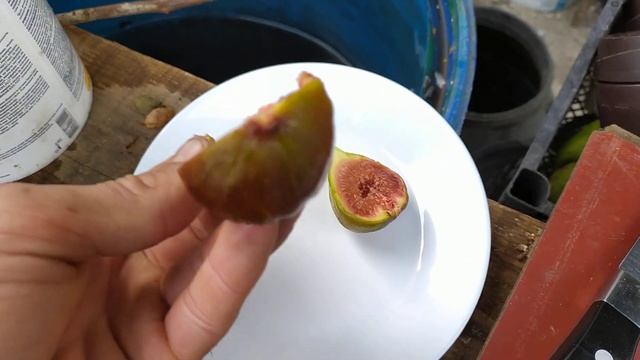 ИНЖИР . Сорт Коричневый Турецкий . Brown Turkish fig смотреть онлайн