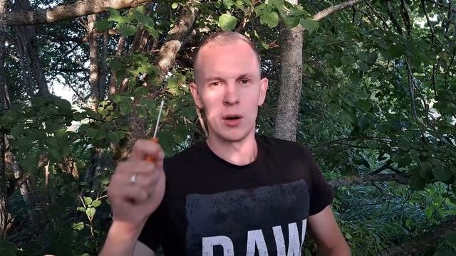 ДВА РОЯ В ОДНОМ УЛЬЕ\\\ПОЙМАЛ ДИКИХ ПЧЁЛ... смотреть онлайн