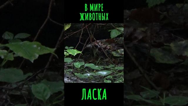 В мире животных Ласка #shorts #вмиреживотных  #другаяжизнь #ласка #неожиданнаявстреча