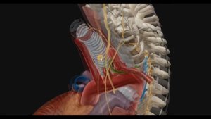 Аорта.Топография