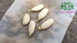 Tips for growing sapodilla from seeds, super fast germination