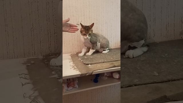 Haircut for a short-haired cat. / Стрижка котика с короткой шерстью.