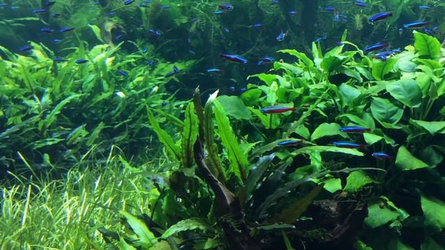 Аквариум в стиле Голландия смотреть онлайн