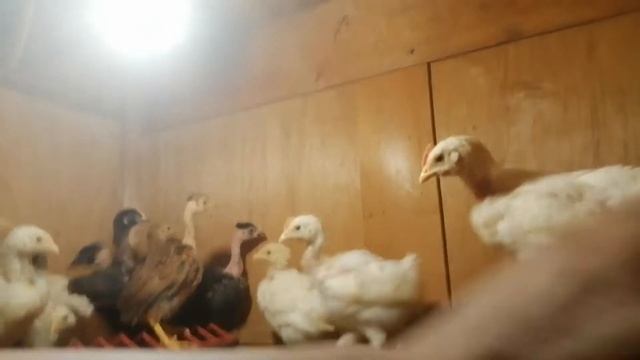 петушок или курочка))) смотреть онлайн