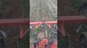 Испытание навески т-16 на акучивании картофеля