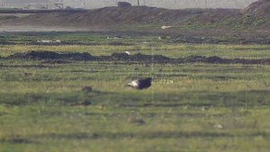 Прогулка с Крюгеркой 6.35  #PARD 008S LRF#