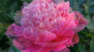 Пионы. Цветение 2020. Часть 5.