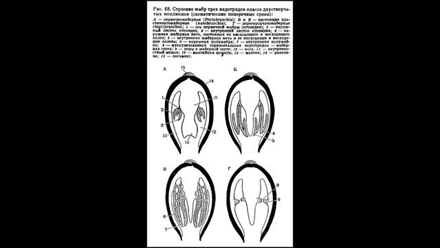 Двустворчатые моллюски (в целом) смотреть онлайн