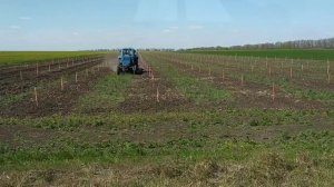 Обработка междурядий в молодом саду. Работа в карантин.