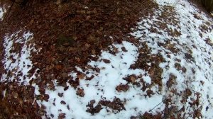 охота с Русскими пегими на лису. мр 43
