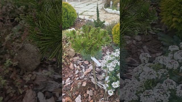 Сосна горная Агатка. Pinus mugo Agatka. Садовый дневник. 25.10.23